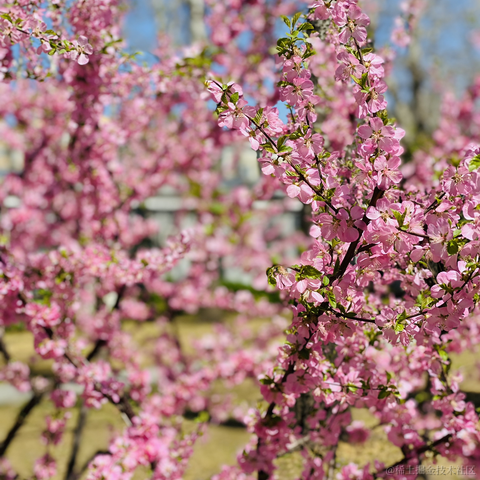 lizheming于2021-03-29 13:45发布的图片