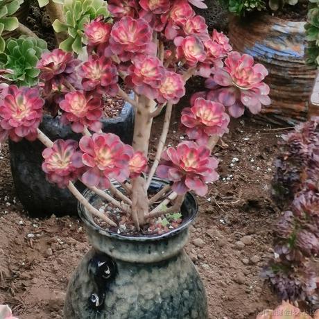 月季花于2022-11-19 12:31发布的图片