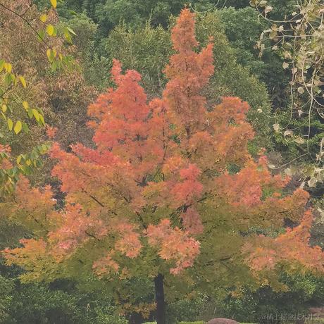 清夜白晞于2022-11-21 21:23发布的图片