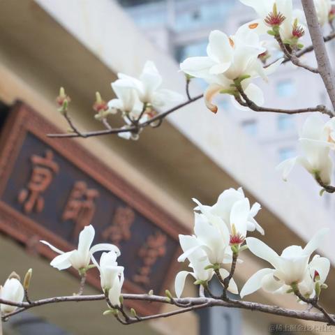 cheongchengwa于2022-04-21 19:53发布的图片