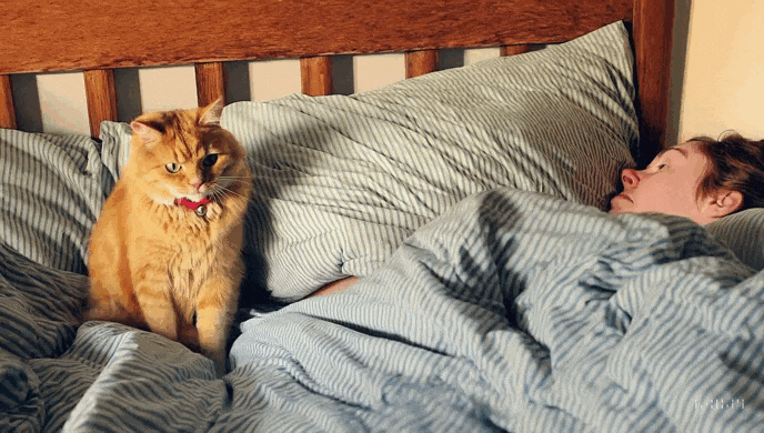 cat-on-bed.gif
