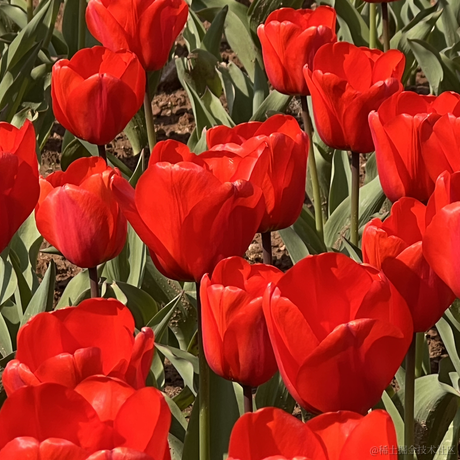 十里八乡有名的后俊生于2024-03-07 09:53发布的图片