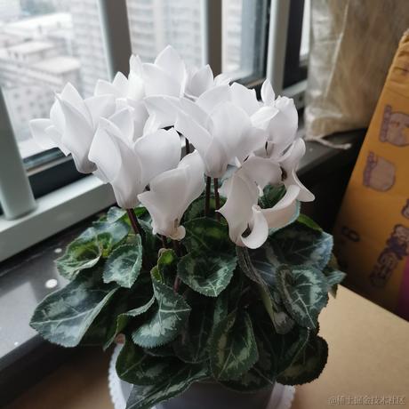 AAA可盖香蕉批发于2022-03-06 09:49发布的图片