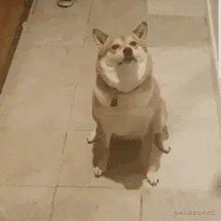 狗00039-邪魅一笑.gif