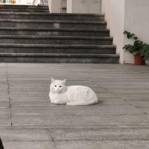 小绵羊呀于2023-04-01 13:13发布的图片