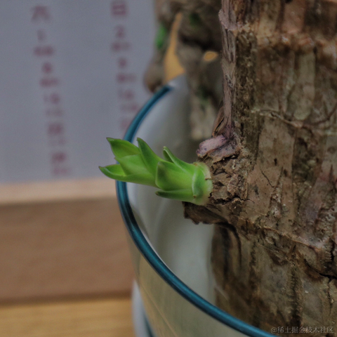 红毛丹于2022-01-22 16:51发布的图片