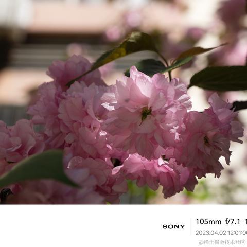 北冥有你于2023-04-04 08:54发布的图片