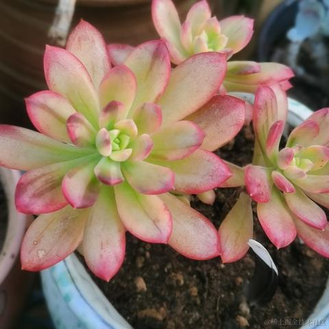 月季花于2022-11-23 17:17发布的图片