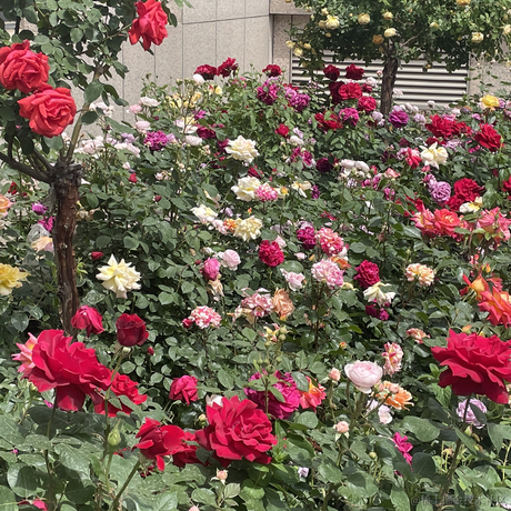 大草原的湖边6于2023-05-06 14:02发布的图片