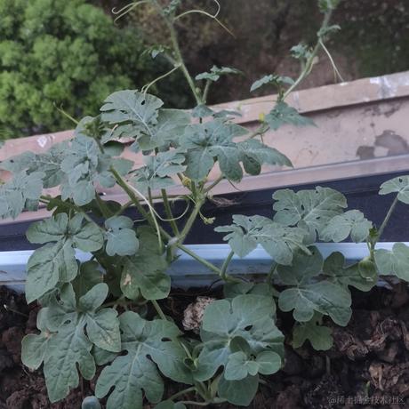 const韭菜于2021-08-13 22:59发布的图片