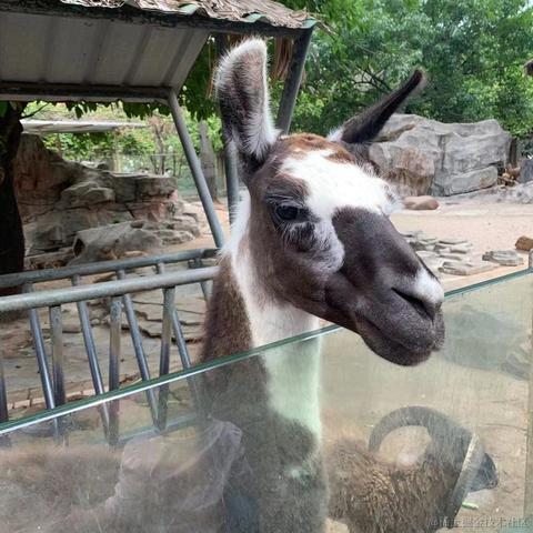 前端付豪于2021-04-13 11:28发布的图片