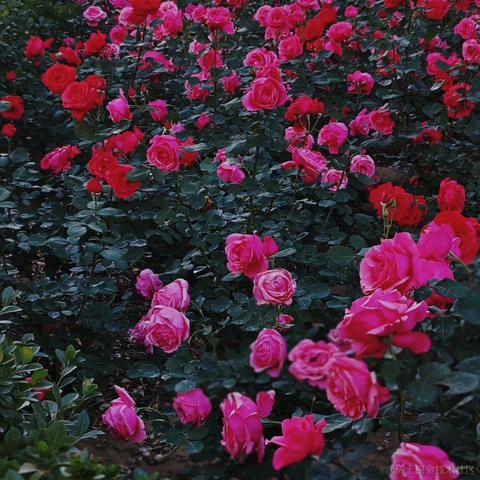 violetBlue于2023-05-13 23:11发布的图片