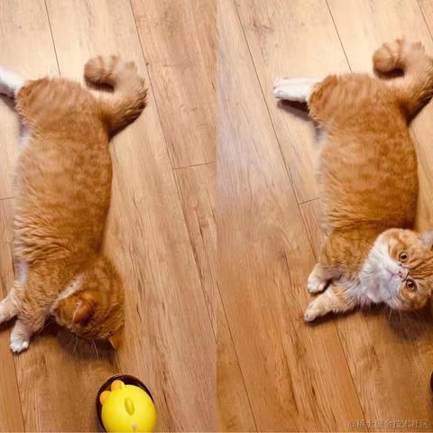 我的bug是猫写的于2021-11-01 16:42发布的图片