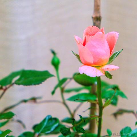 牛肉烧板黎于2022-06-08 08:44发布的图片