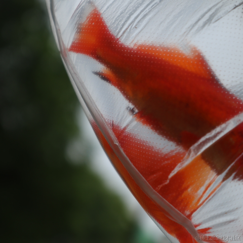 红毛丹于2022-04-22 09:20发布的图片