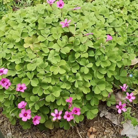 ntses于2023-04-01 18:38发布的图片