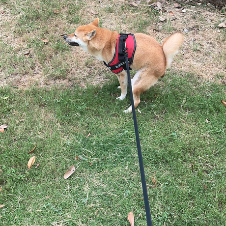 饿龙咆哮于2022-08-17 08:43发布的图片