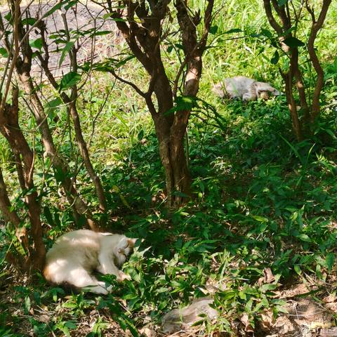 Yj家的孺子牛于2022-09-25 23:48发布的图片