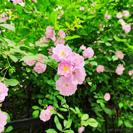 爱吃荆芥于2021-05-01 12:56发布的图片