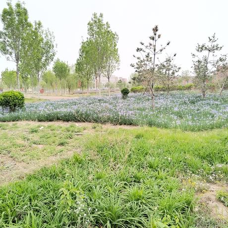 花道常假发于2023-04-13 19:38发布的图片