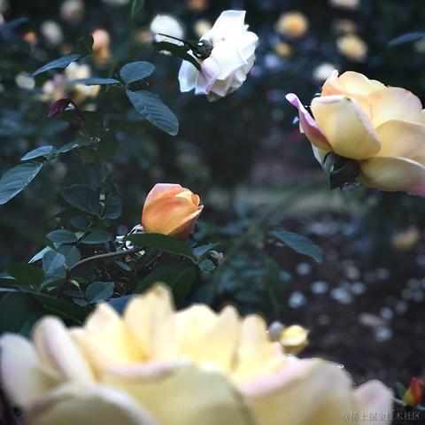 南方者于2023-03-13 18:19发布的图片