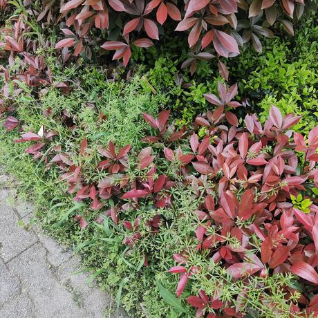 晚星1于2023-04-09 15:20发布的图片