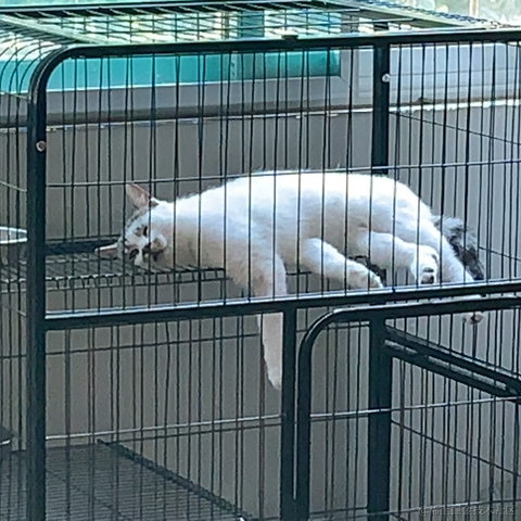 一只小橘猫于2021-11-28 20:30发布的图片
