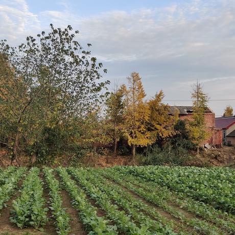 向晚小男友于2022-12-09 15:52发布的图片