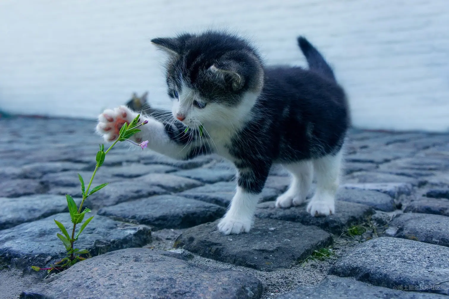 cat-g35d966f31_1920.jpg