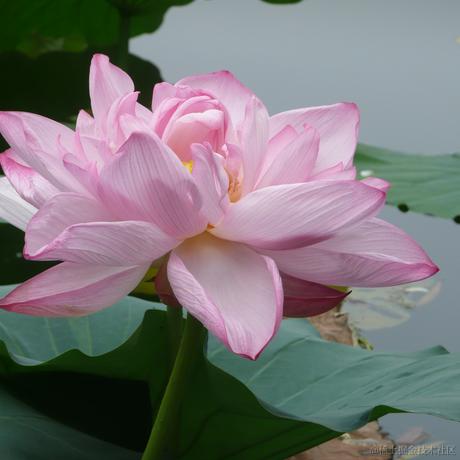 日月昭昭于2023-05-16 08:57发布的图片