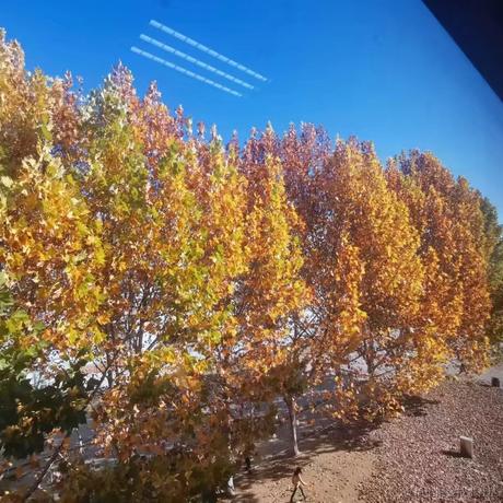 凤2018于2022-11-16 00:22发布的图片