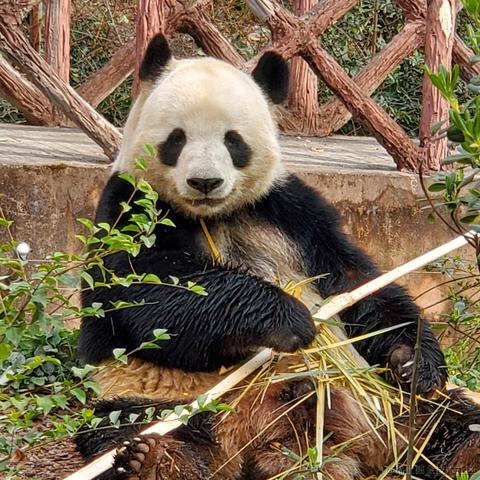 没有哆啦的A梦于2023-03-17 09:46发布的图片