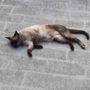 Tory_Cai的个人资料头像