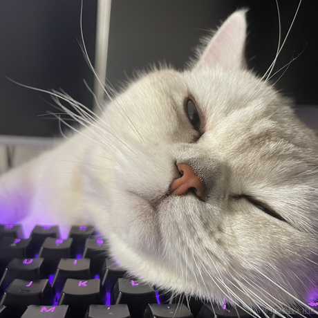 喵怼怼于2023-05-17 07:57发布的图片