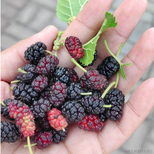 一只眼镜猫于2023-05-15 13:54发布的图片