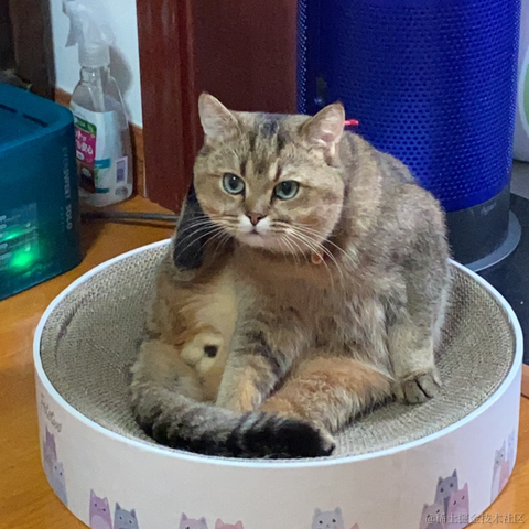 聪明的花鹿子于2021-05-17 22:29发布的图片