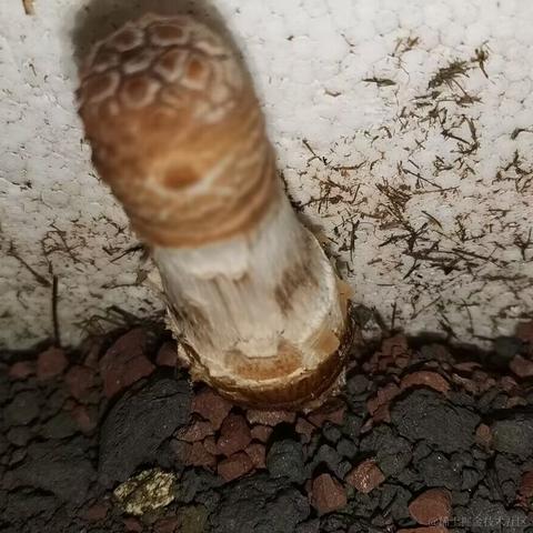 Uwiling于2022-11-26 22:51发布的图片