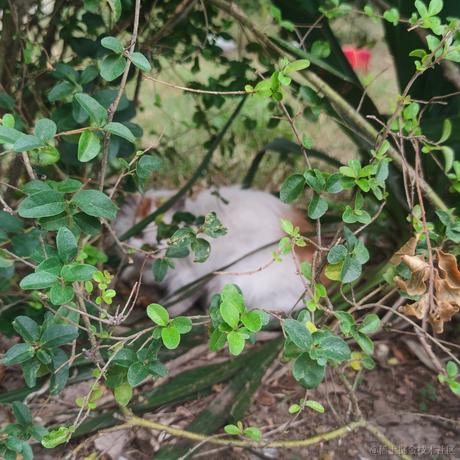 乃宝可爱捏于2022-11-12 07:27发布的图片