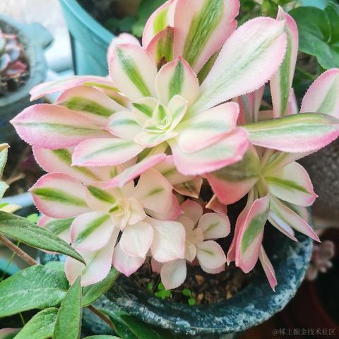 月季花于2022-11-15 11:19发布的图片