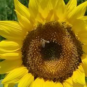 花还在的个人资料头像