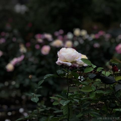 南方者于2023-03-13 18:19发布的图片