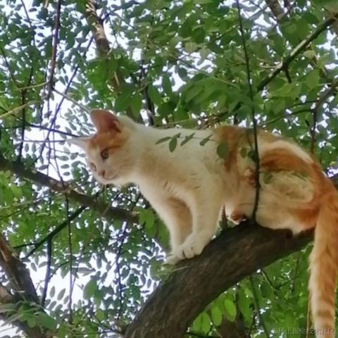 李岑岑于2022-05-04 11:07发布的图片