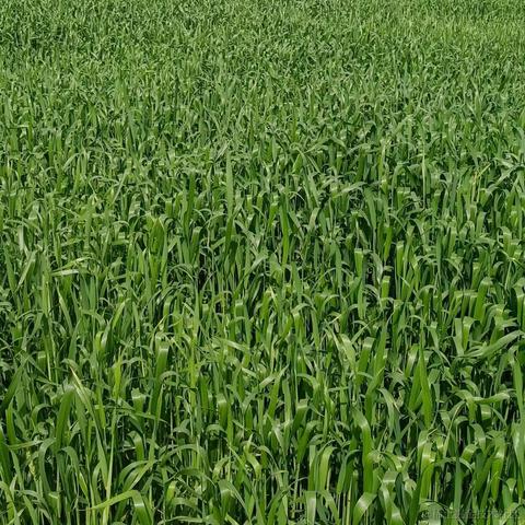 珑墨于2021-05-05 08:35发布的图片