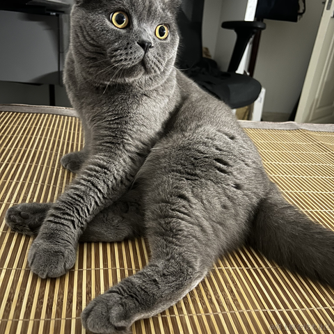 bellaQAQ于2023-07-02 09:27发布的图片