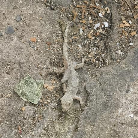 戴安娜小姐的狗于2023-06-28 00:14发布的图片