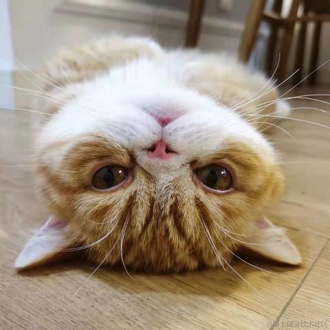 我的bug是猫写的于2021-11-01 16:42发布的图片