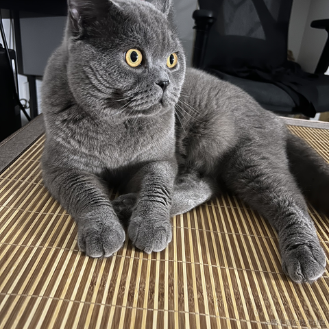 bellaQAQ于2023-07-02 09:27发布的图片