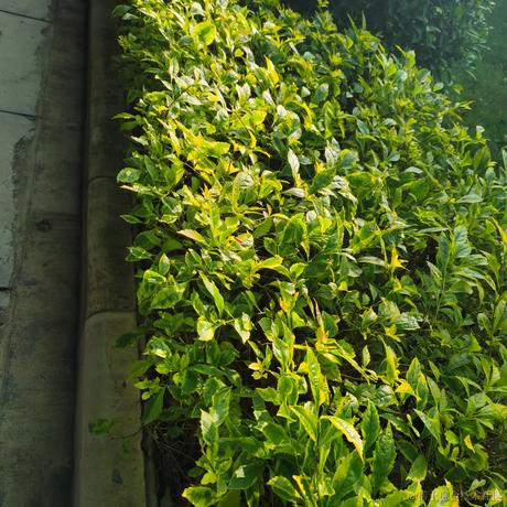 小琳天天开心于2022-12-12 09:54发布的图片