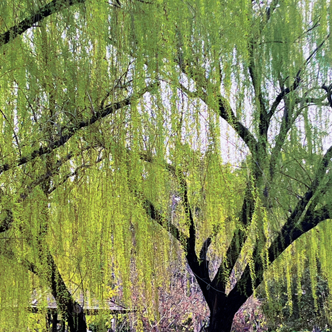 草莓酱于2024-03-29 09:15发布的图片