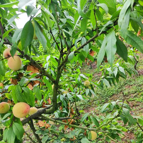 pdudo于2023-06-23 14:03发布的图片